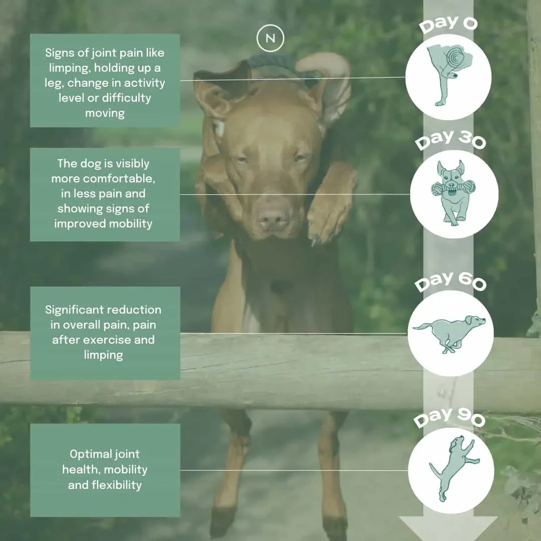 UC-II® Joint Care Oil for Dogs - Image 4